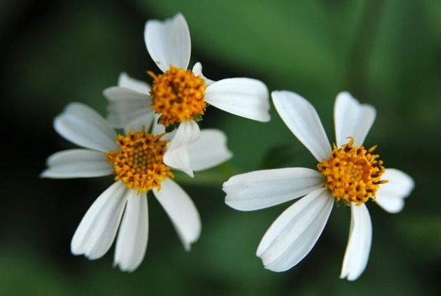 Bidens pilosa seeds